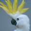 Cockatoo