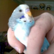 Bloodybird - steam id 76561197971026426