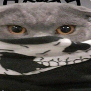 Kedi