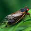 Cicada