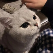 哈哈哈哈哈哈尼