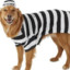 Criminal Dogger