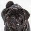 pug