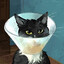El Gato
