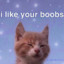 ¡! CatsLikeTiddies !¡