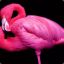 Pink Flamingo