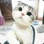 Scottish Fold