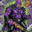Drizzt
