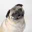 pug