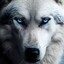nocnywilk