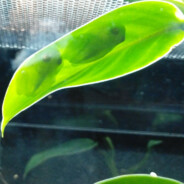 ekoplum