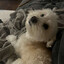 CharleyPoo
