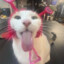 Silly cat
