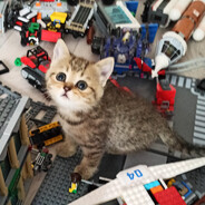 experienced  forester