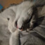 Meow slayer