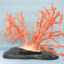 chestnut coral