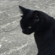 Texas的今良又大人