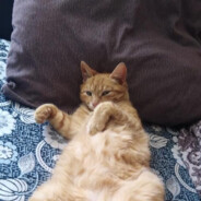 [R34] Данечка#MYRUST