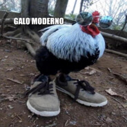 Galo Moderno