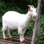 AdamGoat