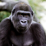 Gorilla Sosna