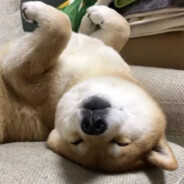 自由早晚乱余生