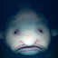 йoбаный FISH