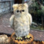 F. Owls