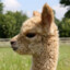 Alpaco