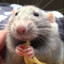rat