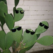 Some Freaking Cactus