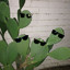 Some Freaking Cactus