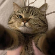 KSHAKEIT西八老马