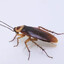 Chiripa rabiosa