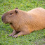 Capivara Wellington