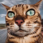 小帮手？狗都不玩