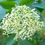 elderflower