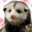 TheGayPossum
