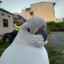 cockatoo_bastard