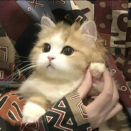 白桃桃桃桃桃🍑