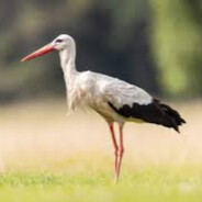 bocian ty kurwo | CS2