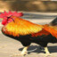 Dead Cock