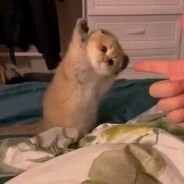 潘酱摆烂日记（apex版