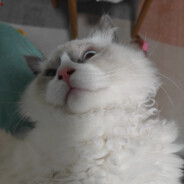 星露谷鹈鹕镇酿酒厂露