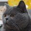 黑猫