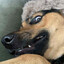 Frozenfox