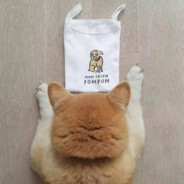 敢惹我？算你捏到软柿子了！