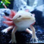 FelixAxolotl