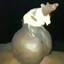Rato Ovudo