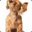 Suricate31